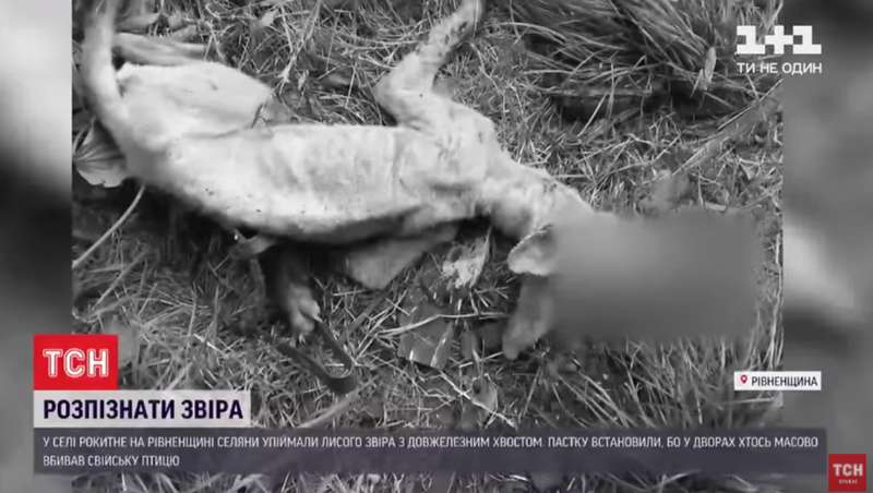 Убитое животное dqxikeidqxidqrant