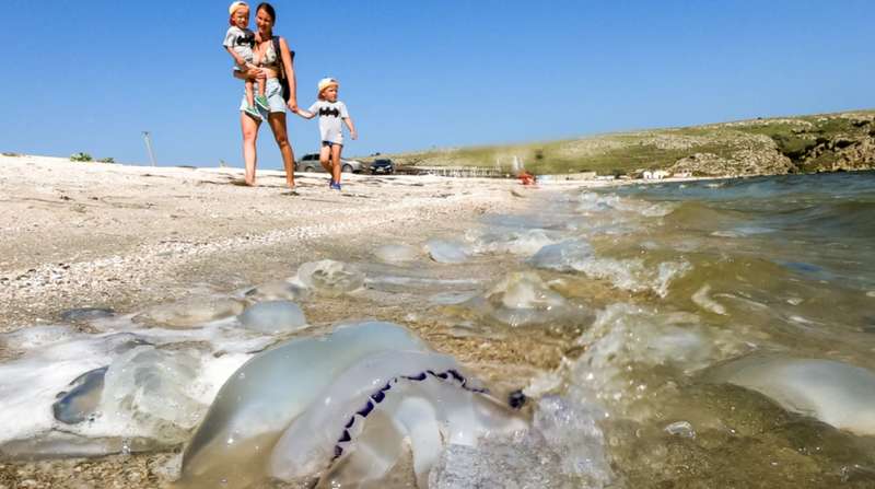 Медузы в Крыму dqxikeidqxidqrant