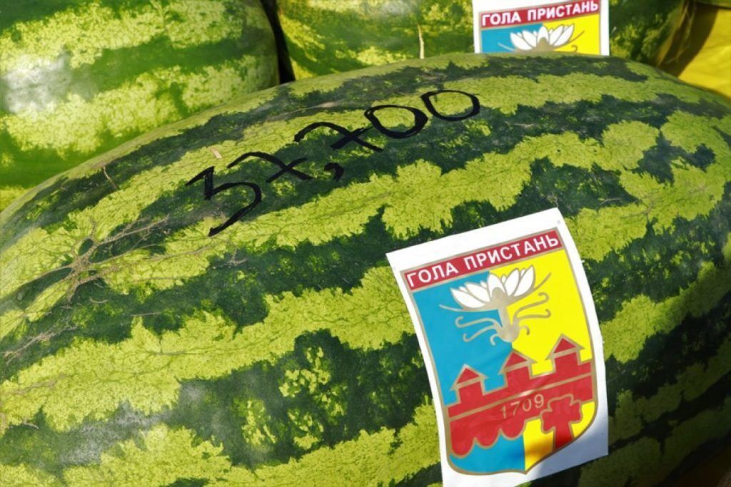 Бахчевой рекорд лета 2021.