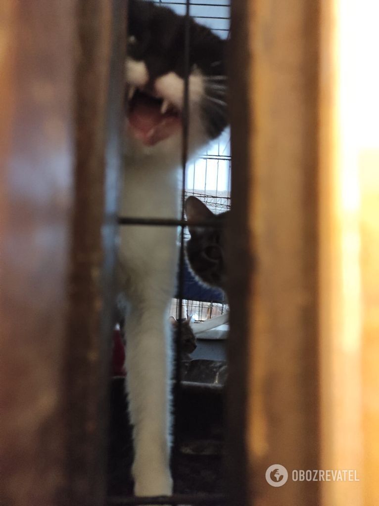 В квартире нашли 28 котов.