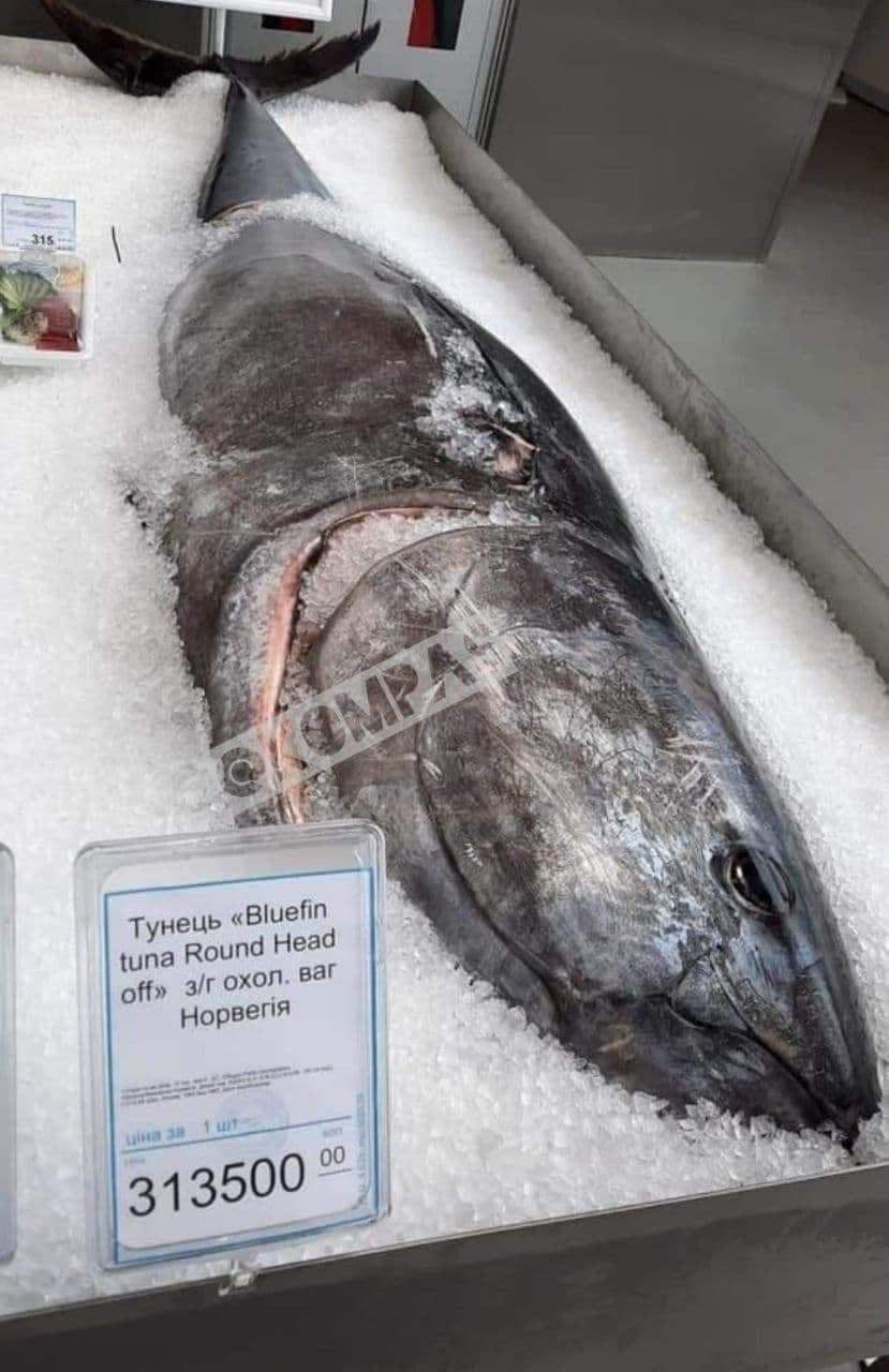 Тунець 300 тисяч гривень Київ Норвегія dqxikeidqxiqekant