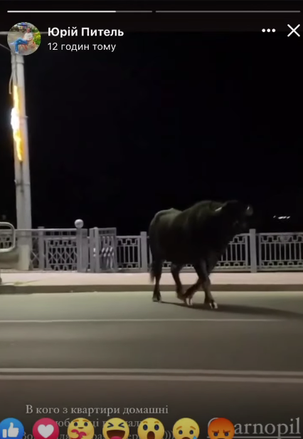 Буйволы выбегали на дорогу dqxikeidqxidqrant