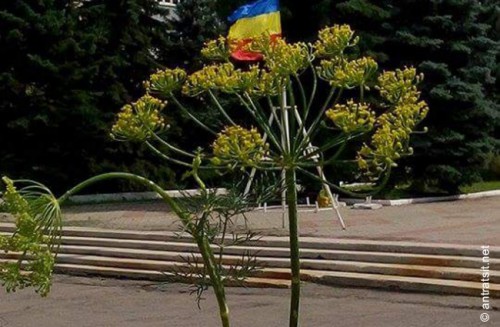 1435851884_11403038_920152584712035_3706902879678194698_n dqxikeidqxidqeant