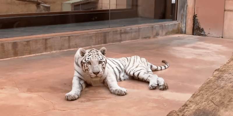 Зоопарк 12 месяцев, зоопарк XII месяцев, животные, газ, поставки газа, киевоблгаз сбыт dqxikeidqxiqdzant