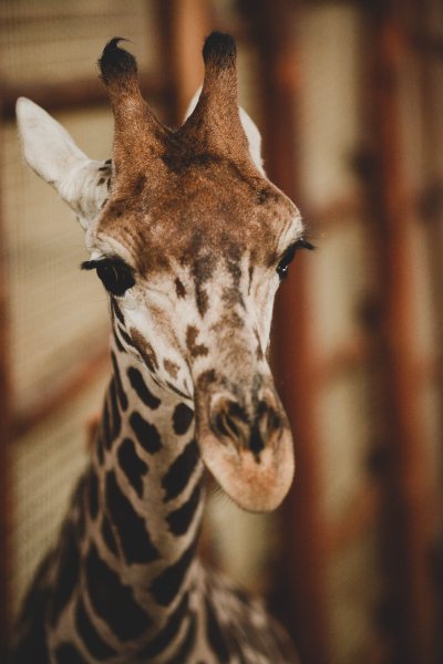 Жираф, зоопарк 12 месяцев