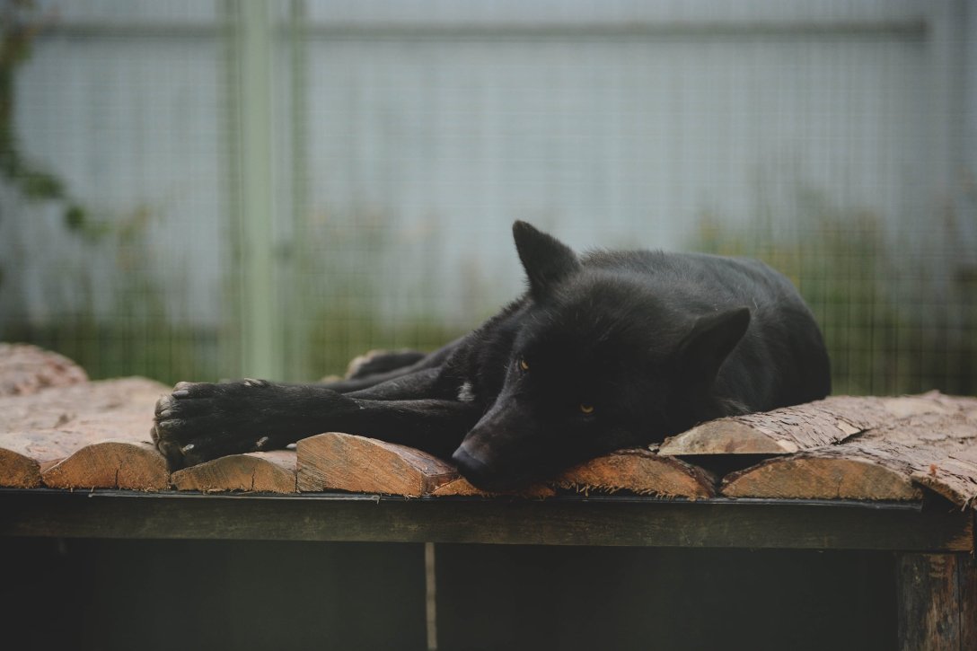 Канадский черный волк, зоопарк 12 месяцев