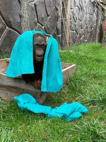 Обезьяна в зоопарке