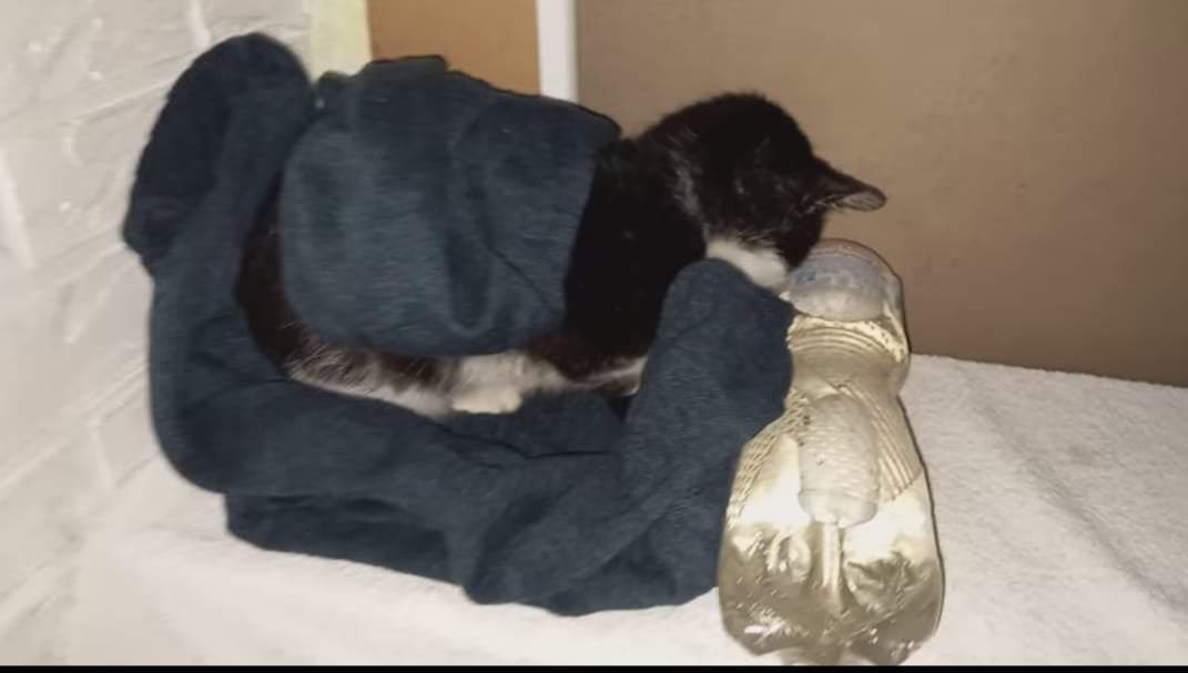 Кіт постраждав через шкуродера у Білій Церкві, тварину врятували