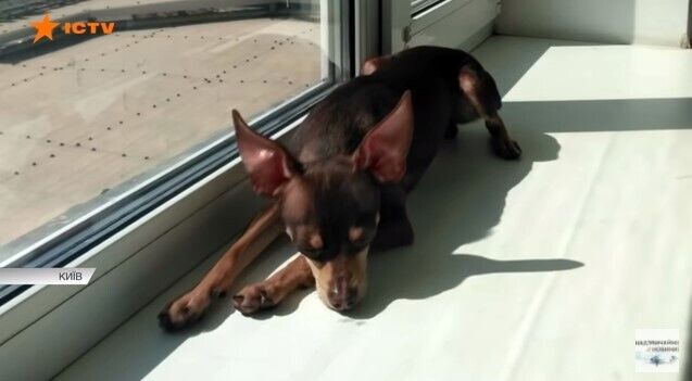 Причиной конфликта стала якобы собака dqxikeidqxidqrant