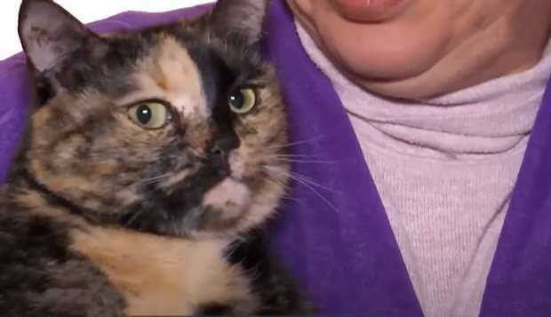 Кішка dqxikeidqxidqrant