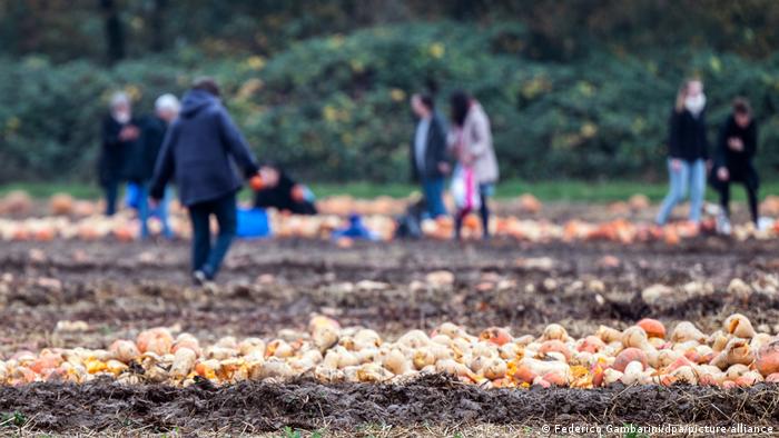 Сбор овощей Сбор овощей dqxikeidqxidqrant