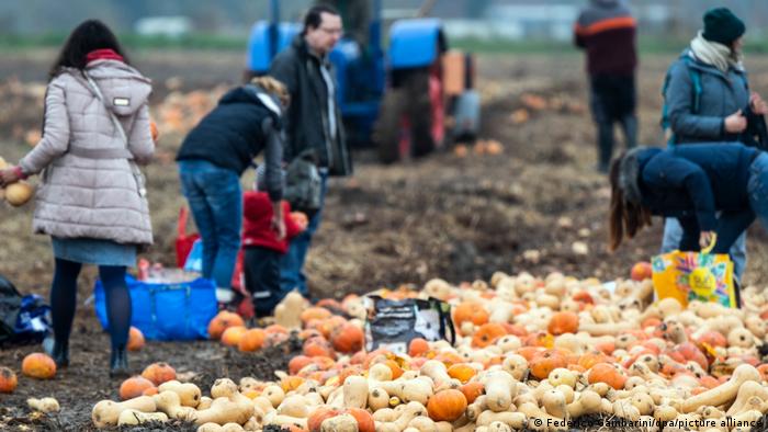 Сбор овощей Сбор овощей