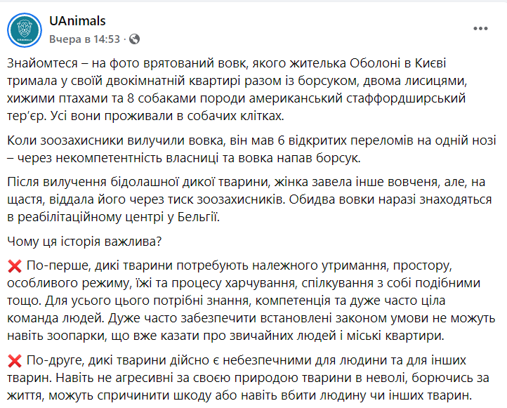 Волка покусал барсук в киевской квартире dqxikeidqxidqeant