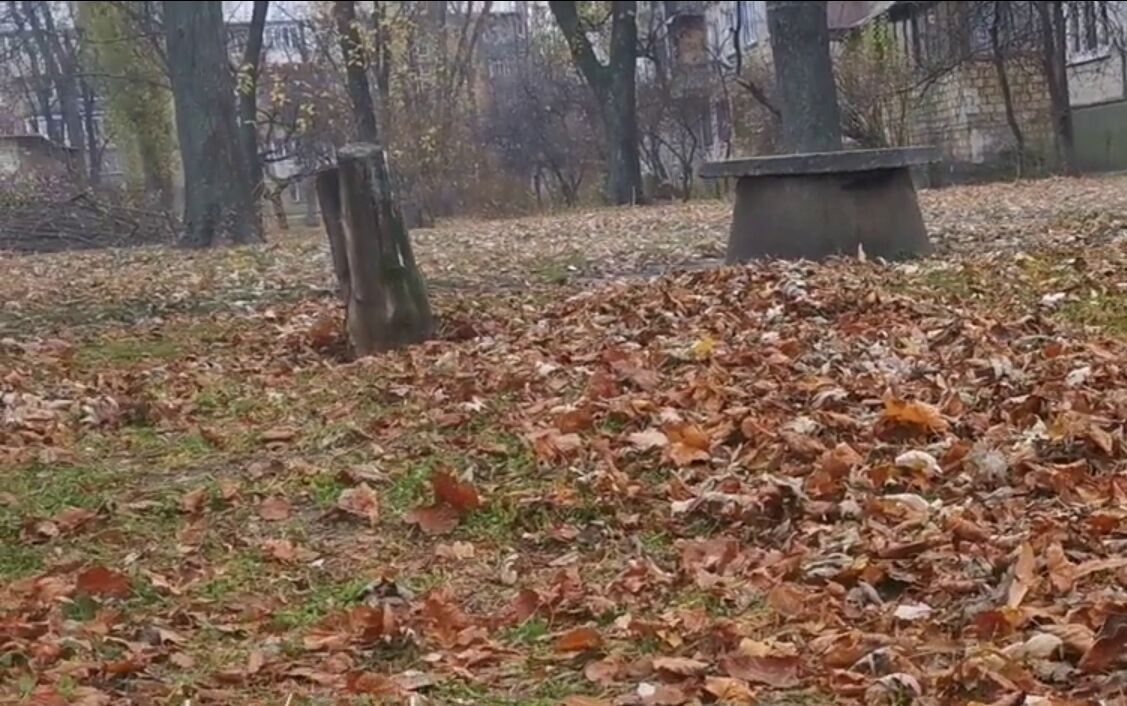 Травы на земле практически не было. dqxikeidqxidqeant