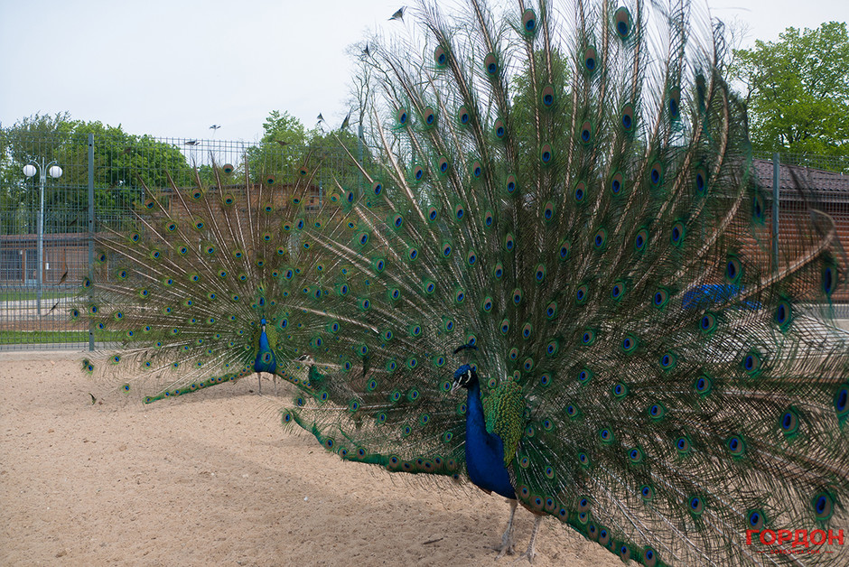 В поисках золотого батона или Межигорье, которое вам не показали /
