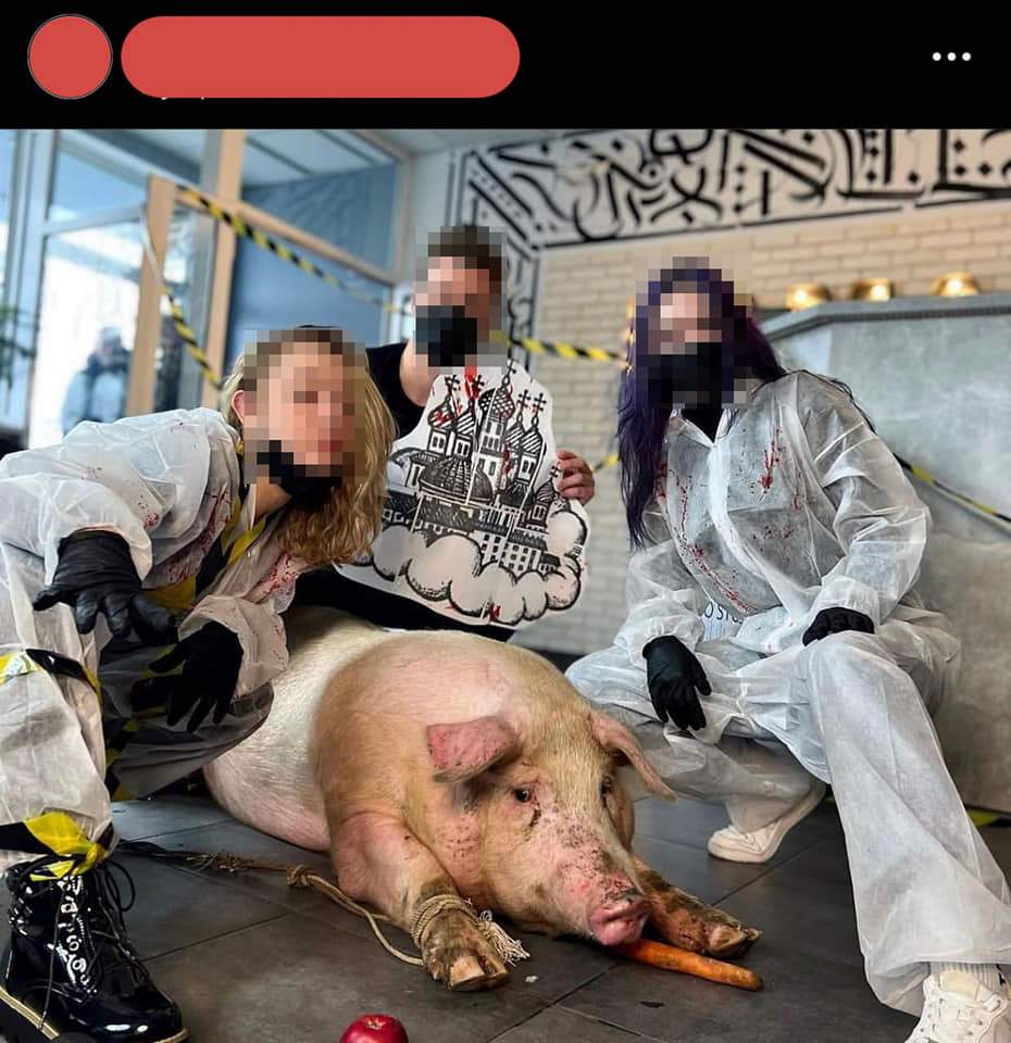 Скандал із тату для свині, тату-салон Tattoo Lamarch Studio  dqxikeidqxiexant