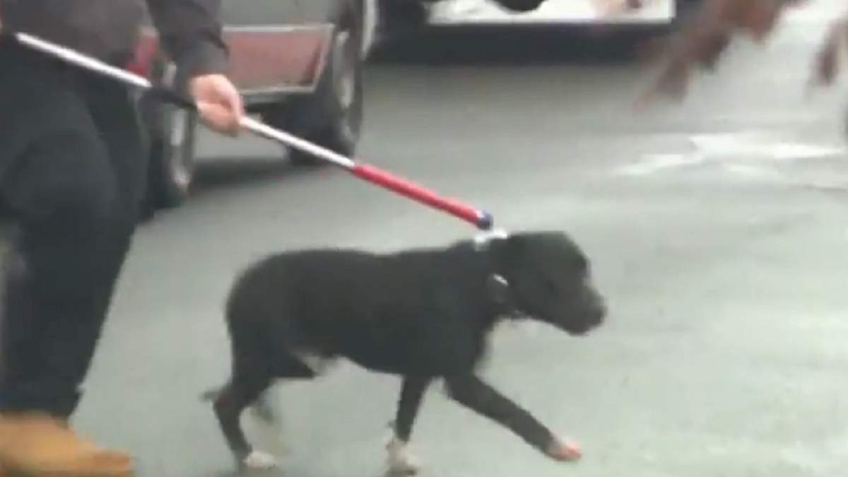      5-  dqxikeidqxirzant