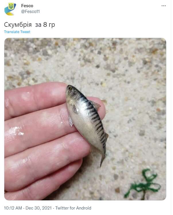 Скумбрія по 8 гривень dqxikeidqxiqrrant