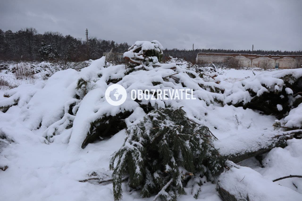 Коммунальщики решают как вывести и утилизировать деревья.