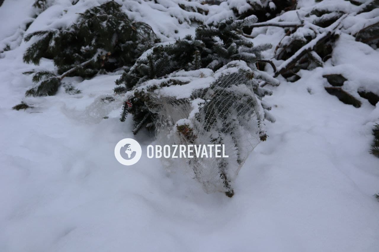 В Киеве работают пункты приема новогодних елок.