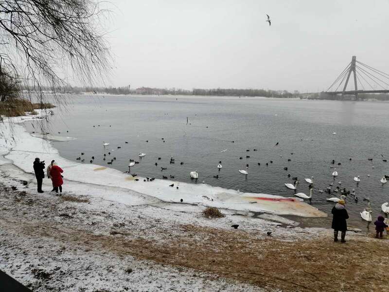 Лебеди в киевском парке могут погибнуть из-за еды, которой их подкармливают люди dqxikeidqxidqrant