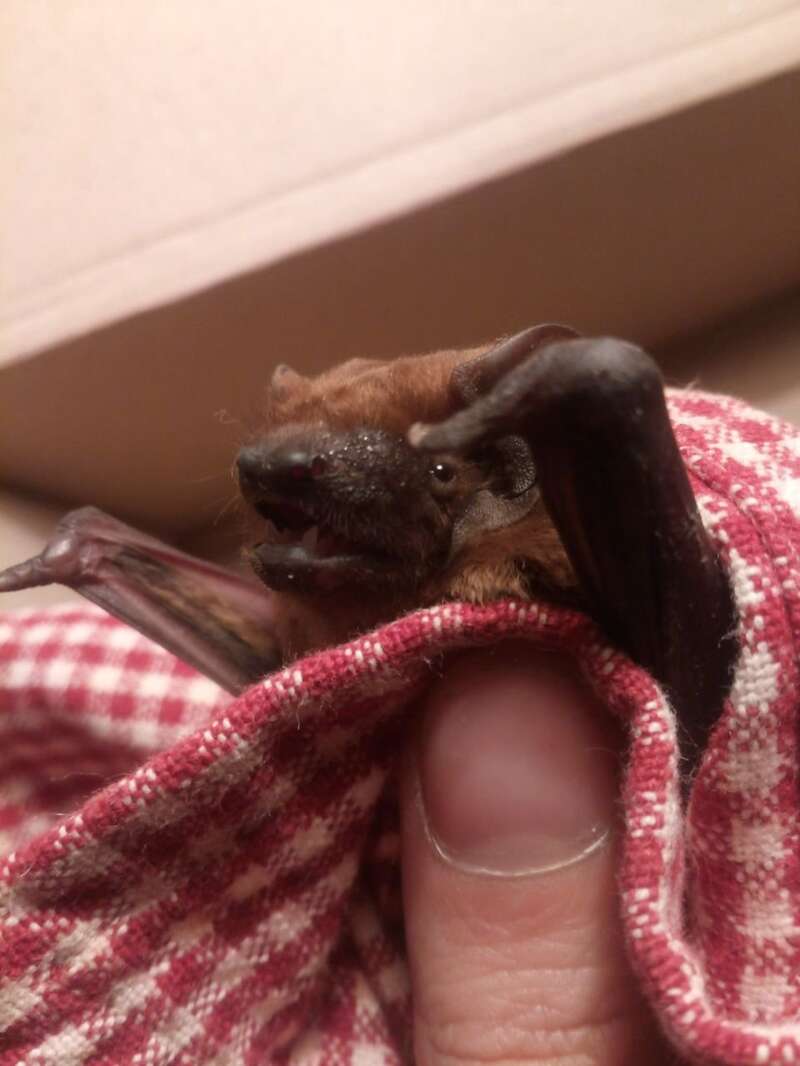 Стая летучих мышей живет в холодильнике киевлянки dqxikeidqxidqrant