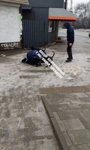 В Днепре собаки напали на женщину dqxikeidqxidqeant