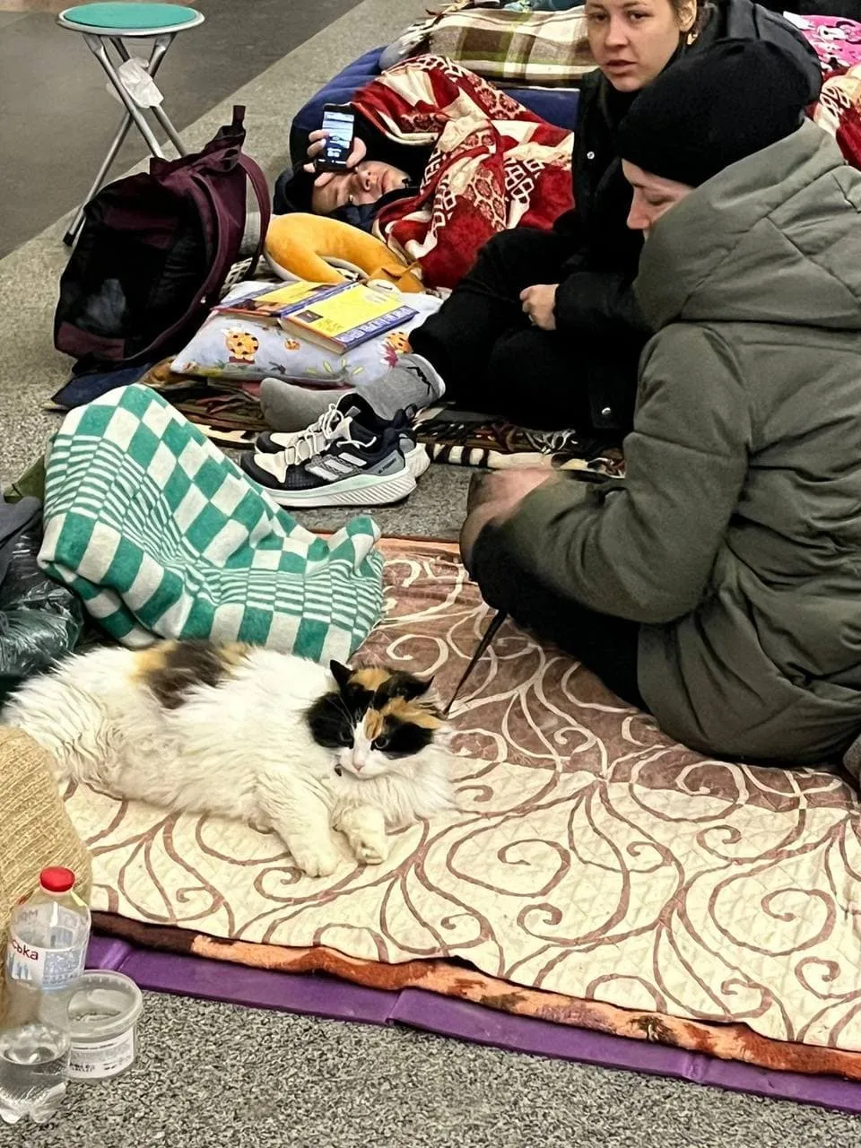 Киевляне забрали домашних любимцев в убежища. dqxikeidqxidqrant