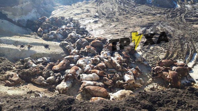     .    01 dqxikeidqxidqeant