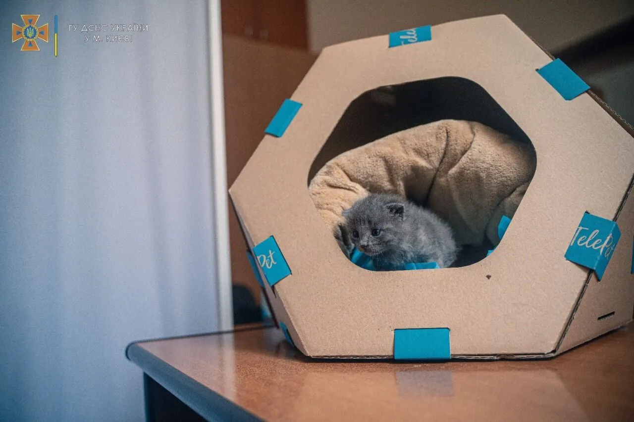 Котенок живет у столичных спасателей.