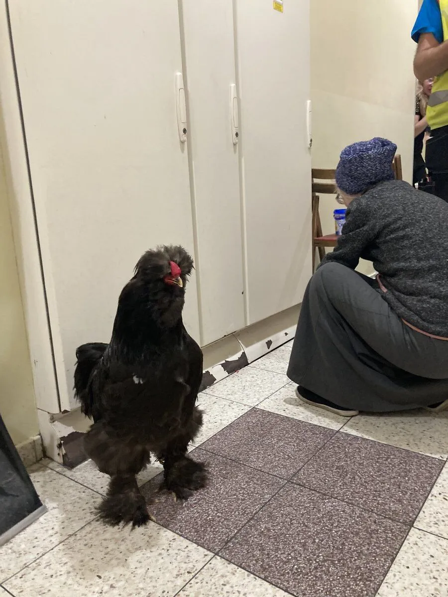 ,     ,     dqxikeidqxiqqdant