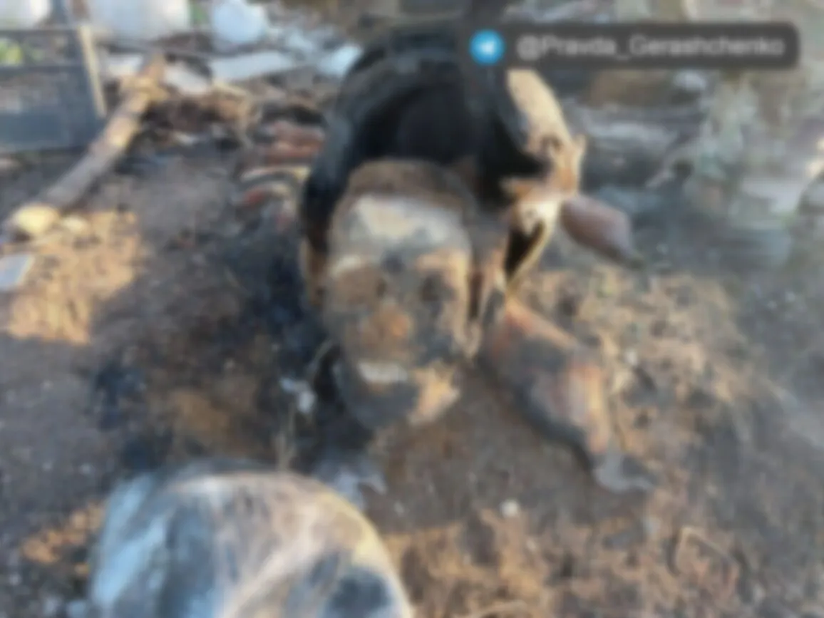 Череп ликвидированного пилота