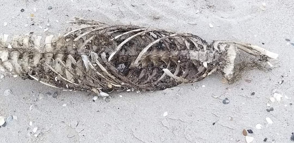  ,   .  , ,  dqxikeidqxidqrant