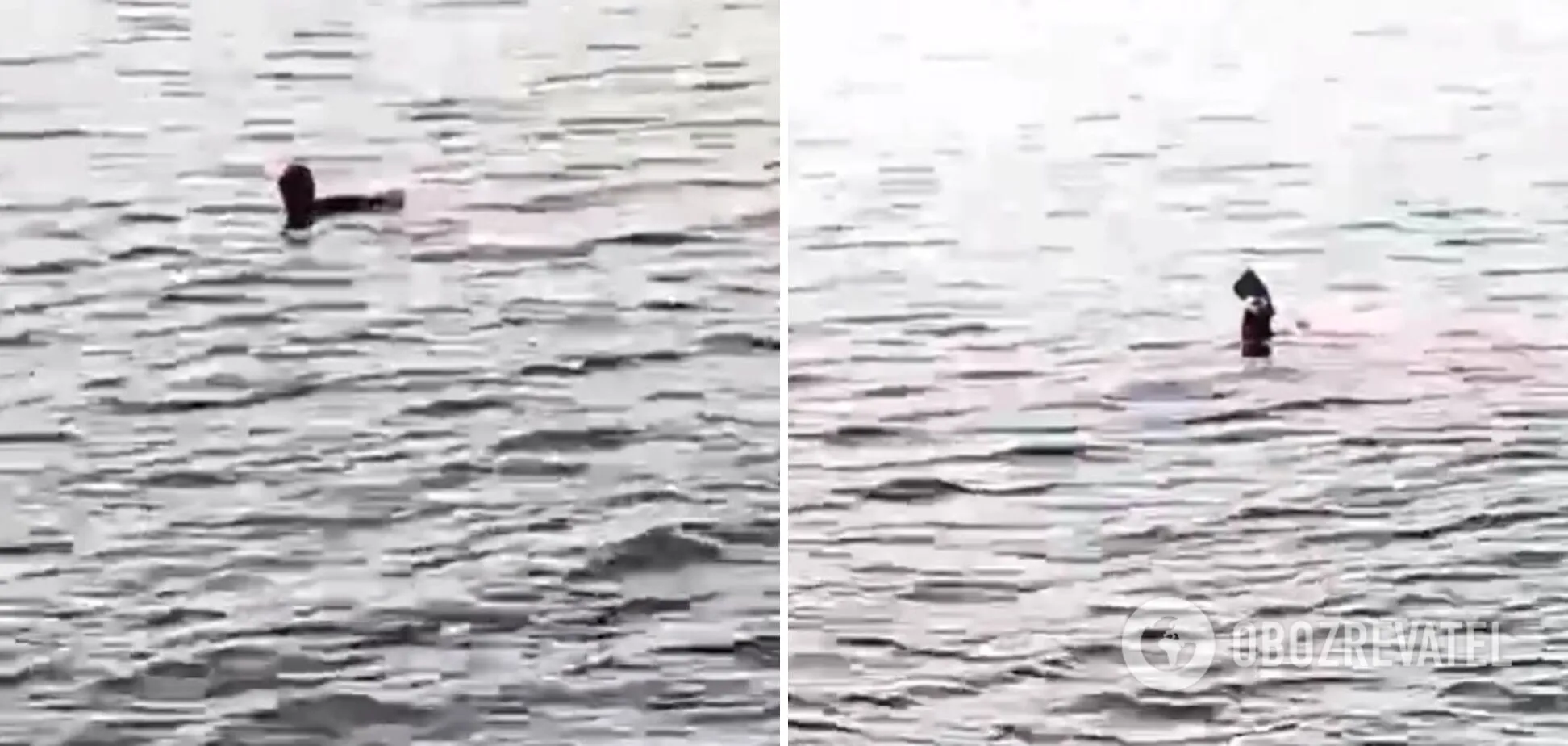 В Хургаде на туристку напала акула dqxikeidqxidqrant