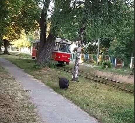 Судя по всему, животное бегало рядом со своим хозяином. dqxikeidqxiqrrant