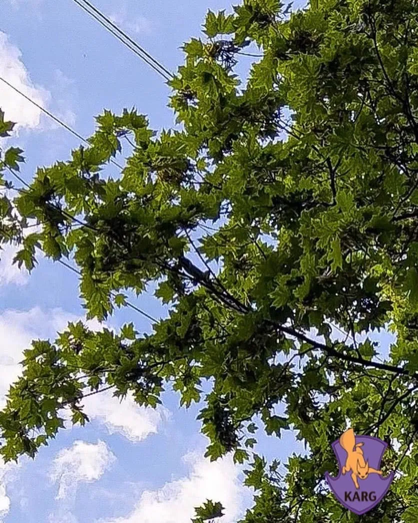 Игуана залезла на ветку. dqxikeidqxidqrant