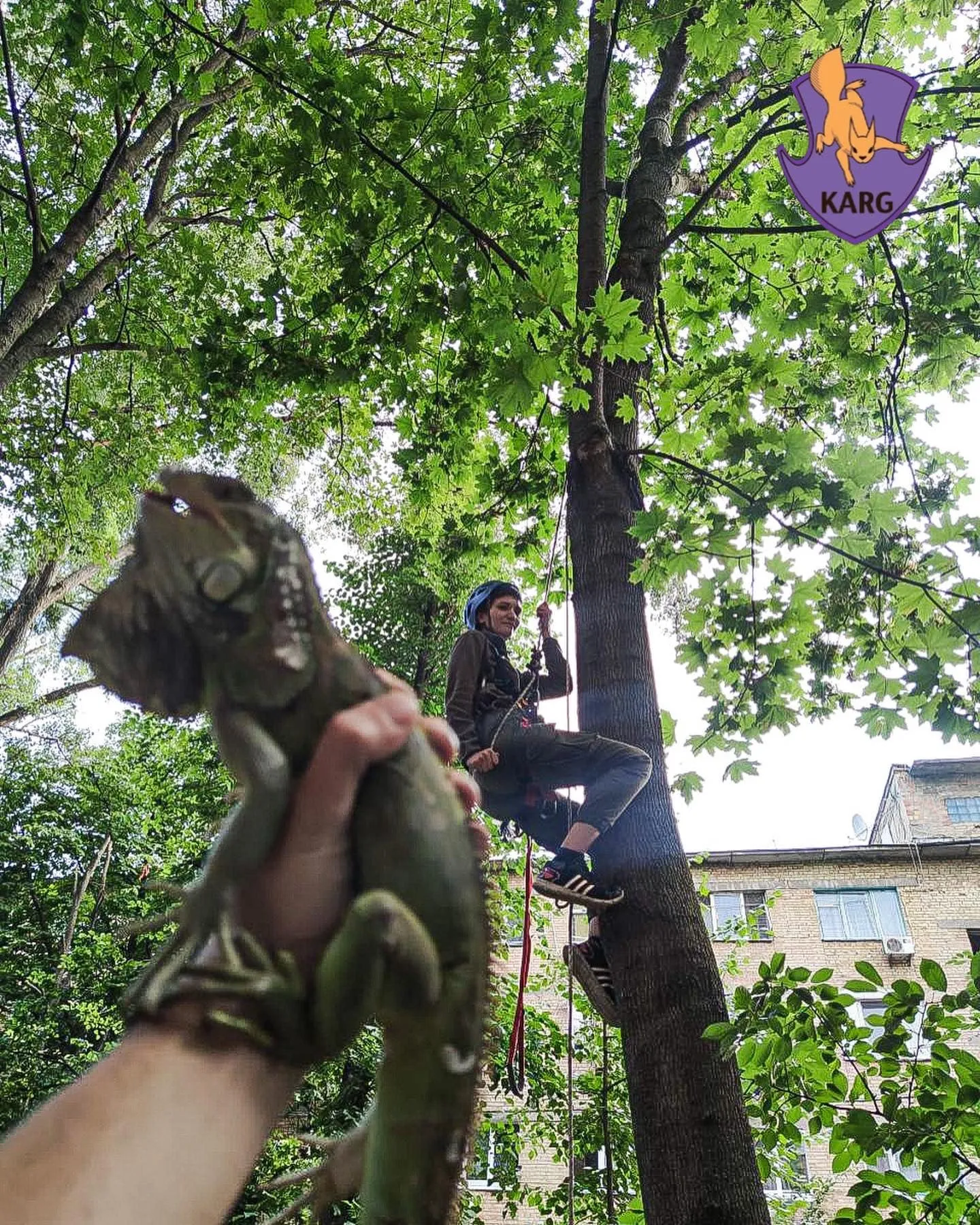 Игуана на фоне своей спасительницы.