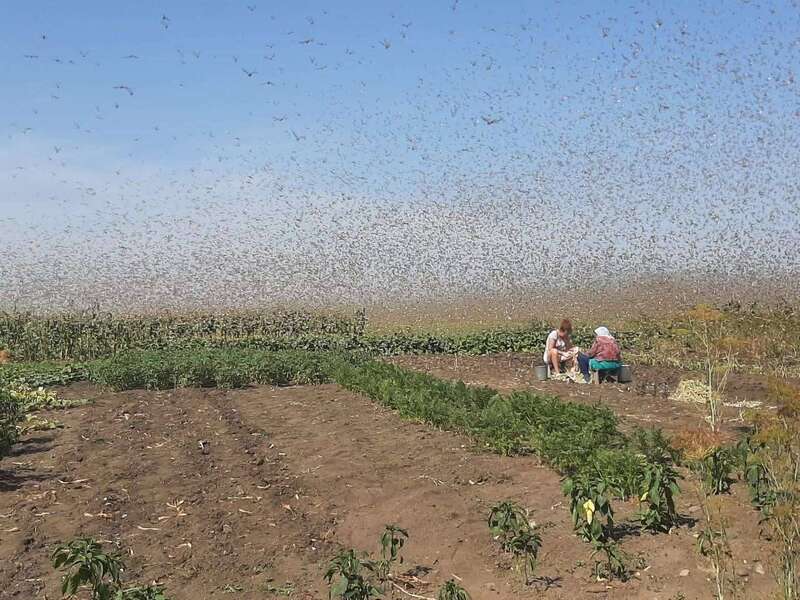 Нашествие саранчи в РФ. dqxikeidqxidqeant