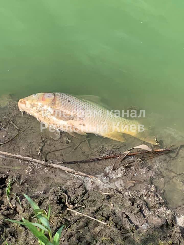 У Борисполі мор риби