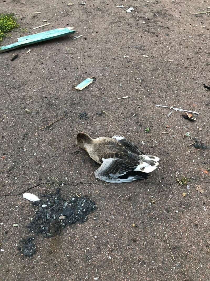 © Председатель Сумской областной военной администрации Дмитрий Живицкий dqxikeidqxidqrant