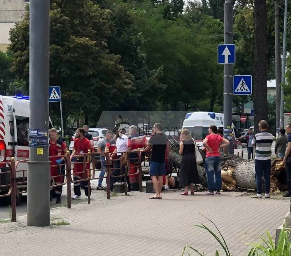 У центрі Києва на жінку впало дерево: першими на допомогу кинулися військові. Фото dqxikeidqxidqeant