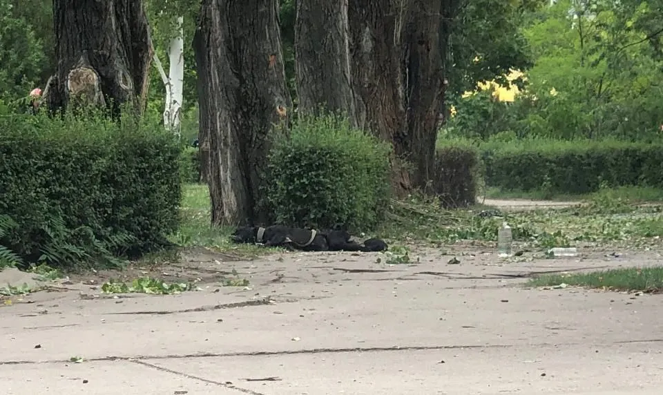 Загарбники вбили співробітника ЗАЕС під час обстрілу Енергодару dqxikeidqxidqeant