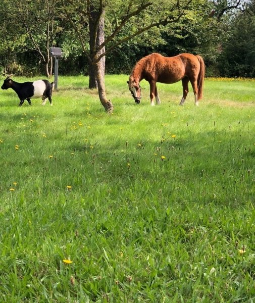 ,  dqxikeidqxidqrant