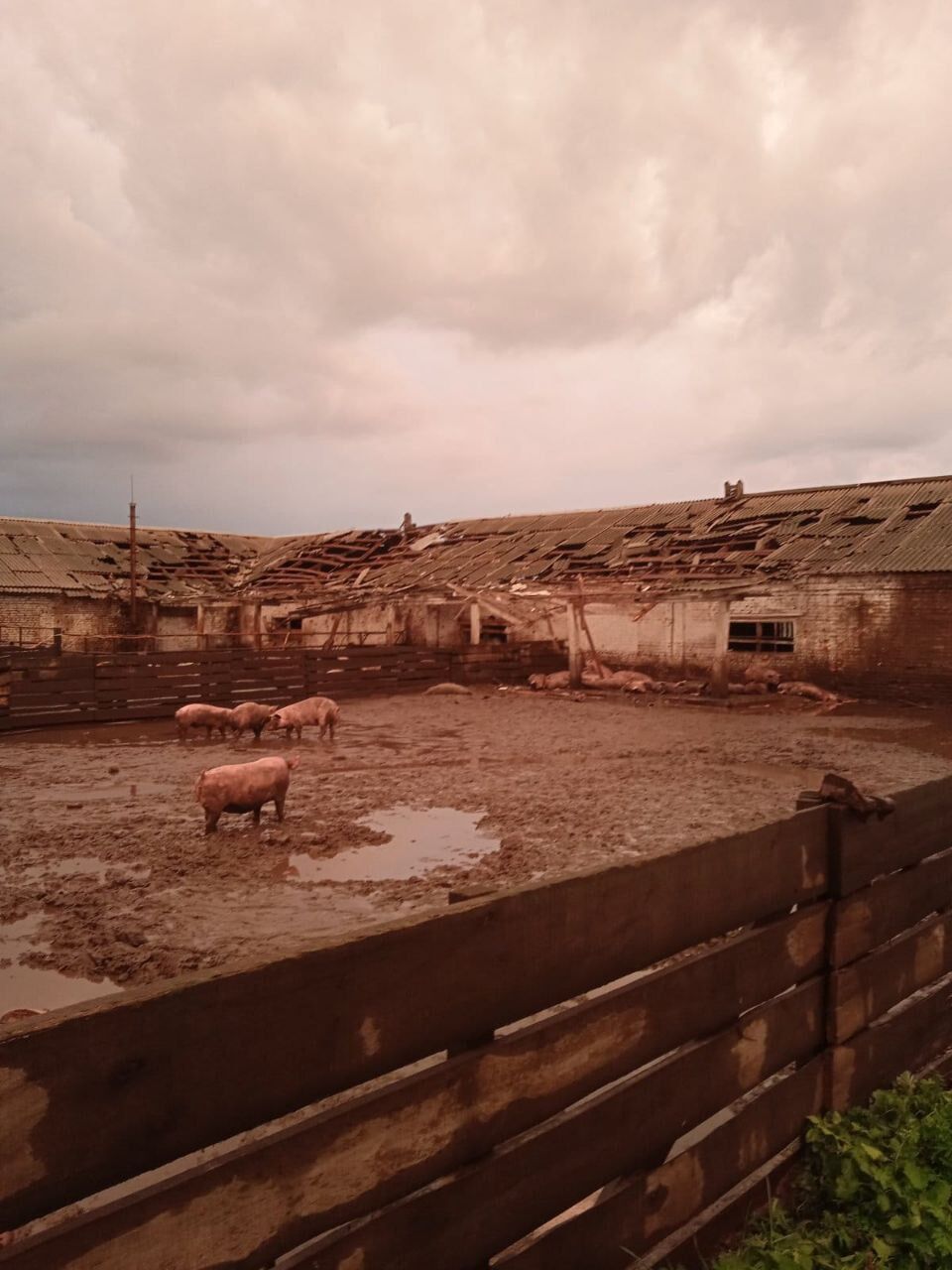 Окупанти обстріляли свиноферму на Сумщині: загинув чоловік та понад 100 голів свиней. Фото