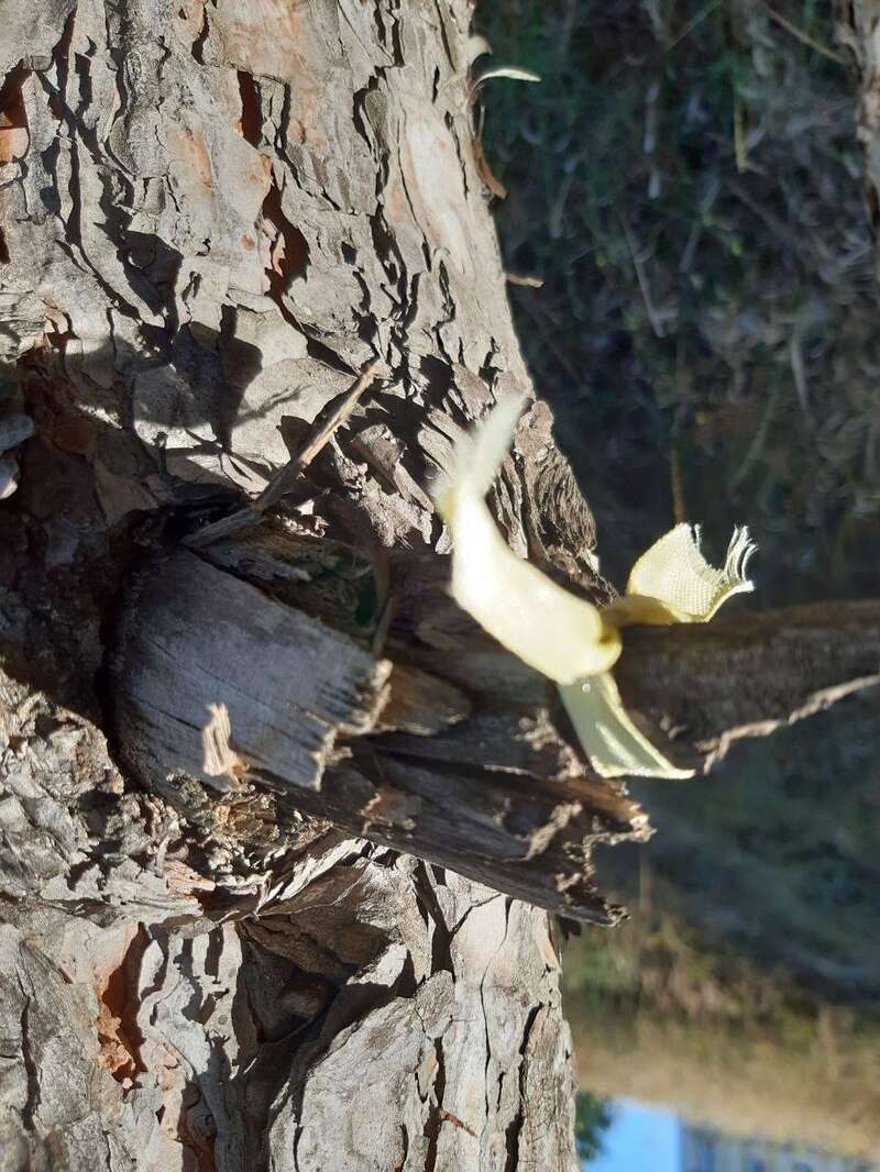 На окупованому півострові провели патріотичну акцію