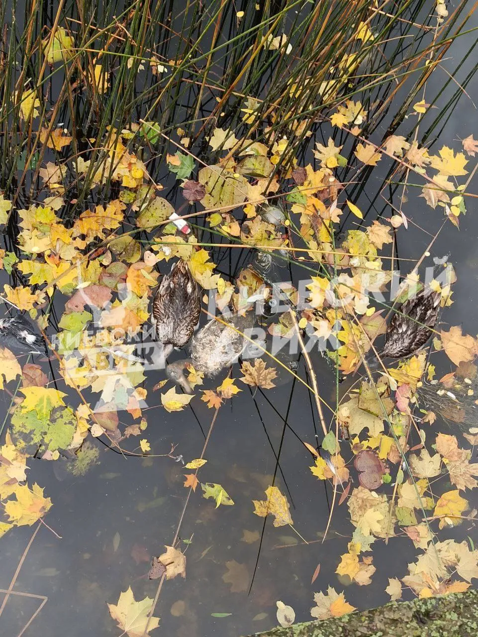 У Києві зафіксували мор качок: відомі подробиці. Фото dqxikeidqxidqrant