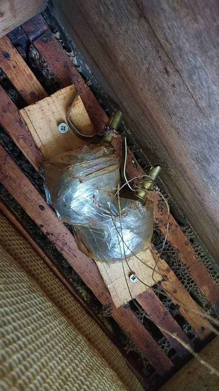 На Київщині окупанти замінували вулик: вибуху не сталося завдяки бджолам. Фото dqxikeidqxidqeant