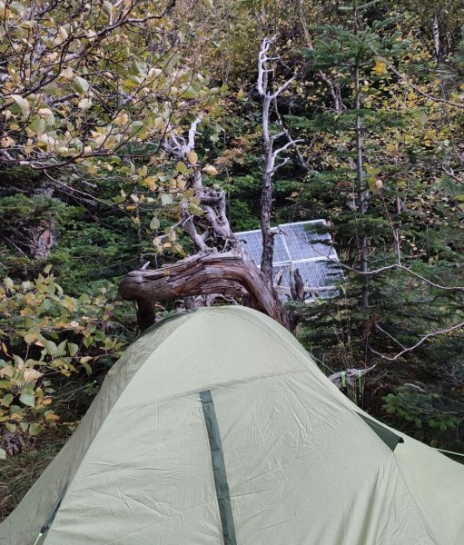 Жизнь российского IT-специалиста в лесу dqxikeidqxidqeant