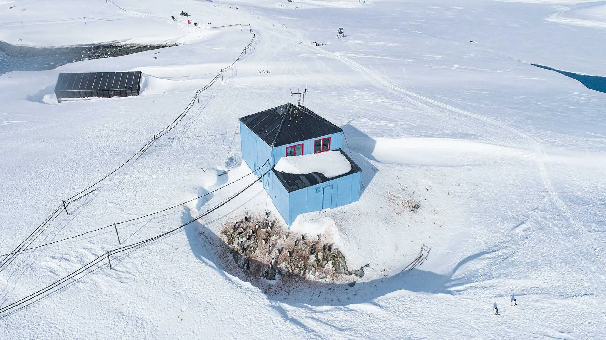 Станцию ’Академик Вернадский’ замело рекордным количеством снега: пингвины гуляют по крыше. Фото dqxikeidqxidqeant