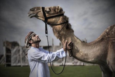 Земная жизнь принца Дубая. ФОТО Земная жизнь принца Дубая. ФОТО